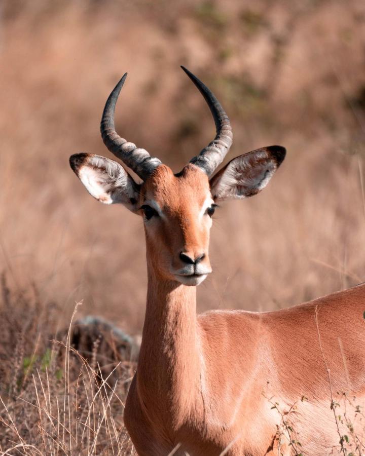 Maninghi Lodge Balule Game Reserve Eksteriør bilde