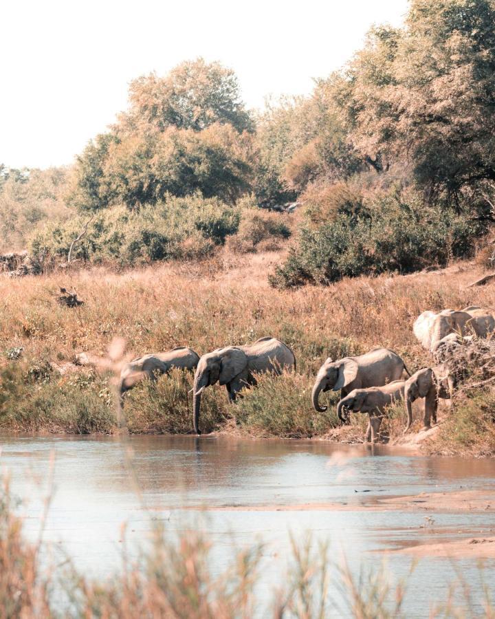 Maninghi Lodge Balule Game Reserve Eksteriør bilde