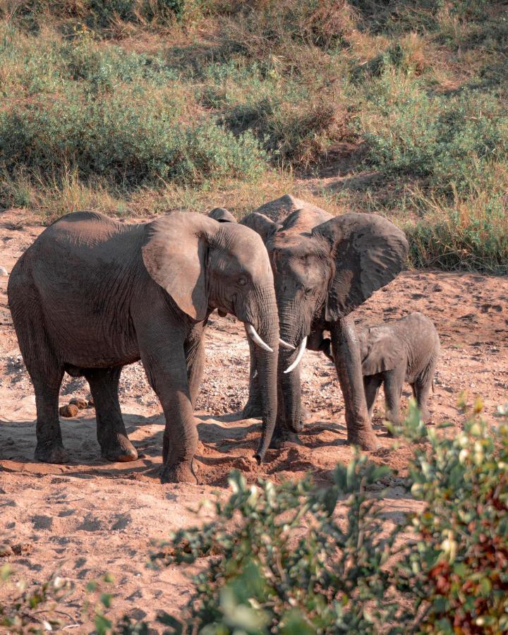 Maninghi Lodge Balule Game Reserve Eksteriør bilde