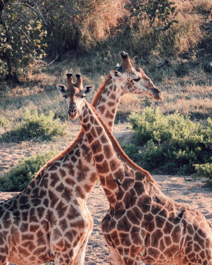 Maninghi Lodge Balule Game Reserve Eksteriør bilde