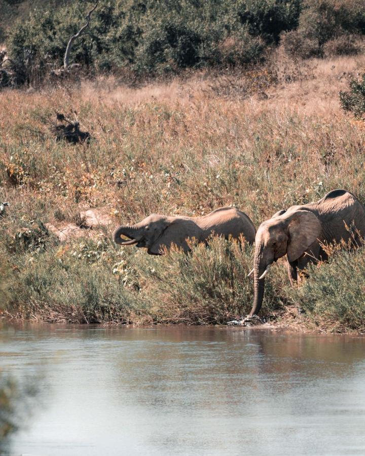 Maninghi Lodge Balule Game Reserve Eksteriør bilde