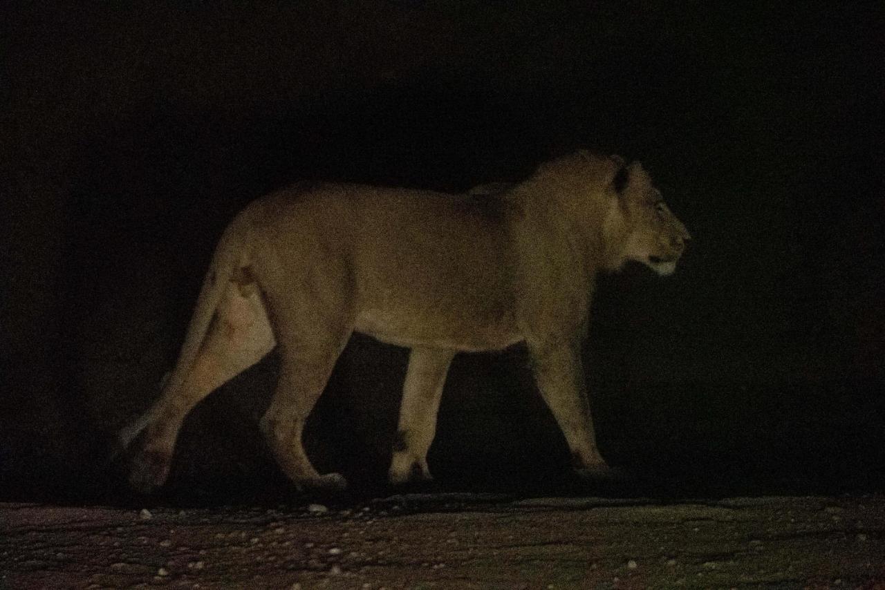 Maninghi Lodge Balule Game Reserve Eksteriør bilde