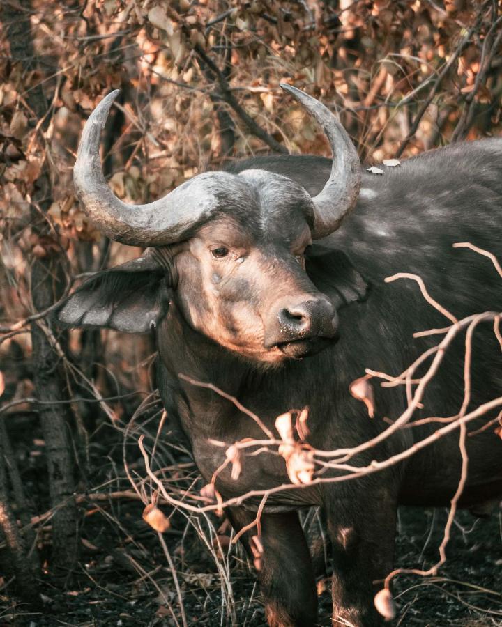 Maninghi Lodge Balule Game Reserve Eksteriør bilde