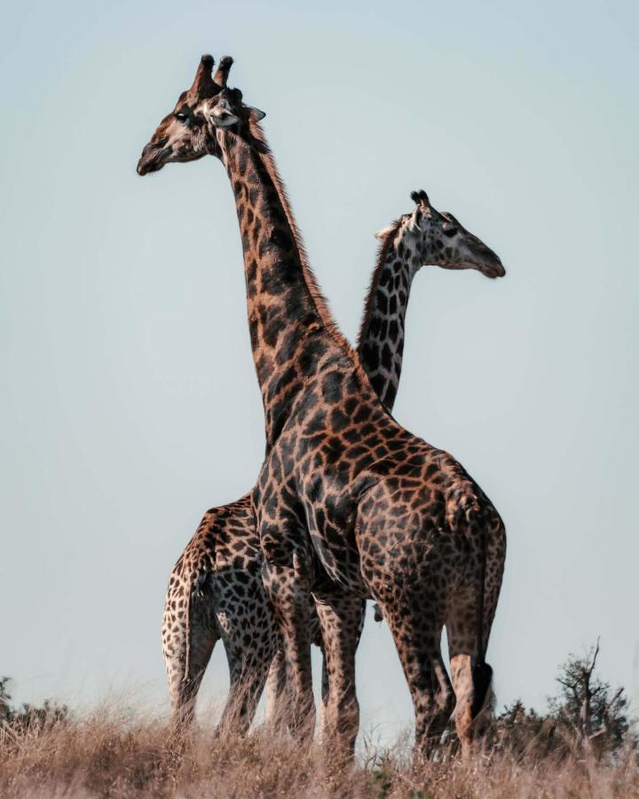 Maninghi Lodge Balule Game Reserve Eksteriør bilde
